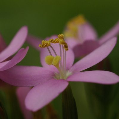 1600px-Centaurium_erythraea_flower_close-up_of_anther