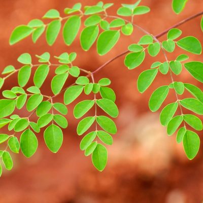 Moringa_oleifera_nugge_drum_stick_leaf_herbs_and_spices_of_India