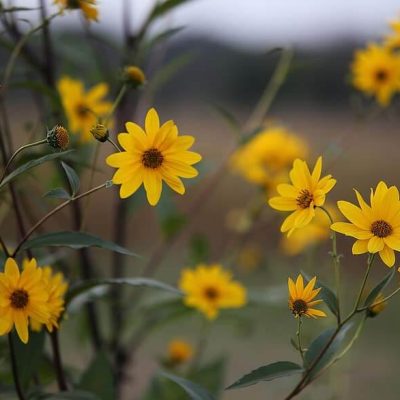 arnica-yellow-flowers-bloom-blossom-flora-floriculture-herb-medicinal-flowers-medicinal-plants