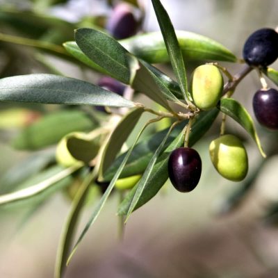 close-up-of-tuscan-olive-branch